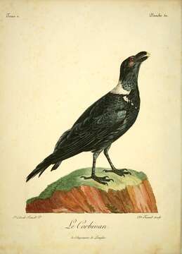 Image of White-necked Raven