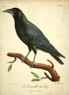 Слика од Corvus capensis Lichtenstein & Mhk 1823