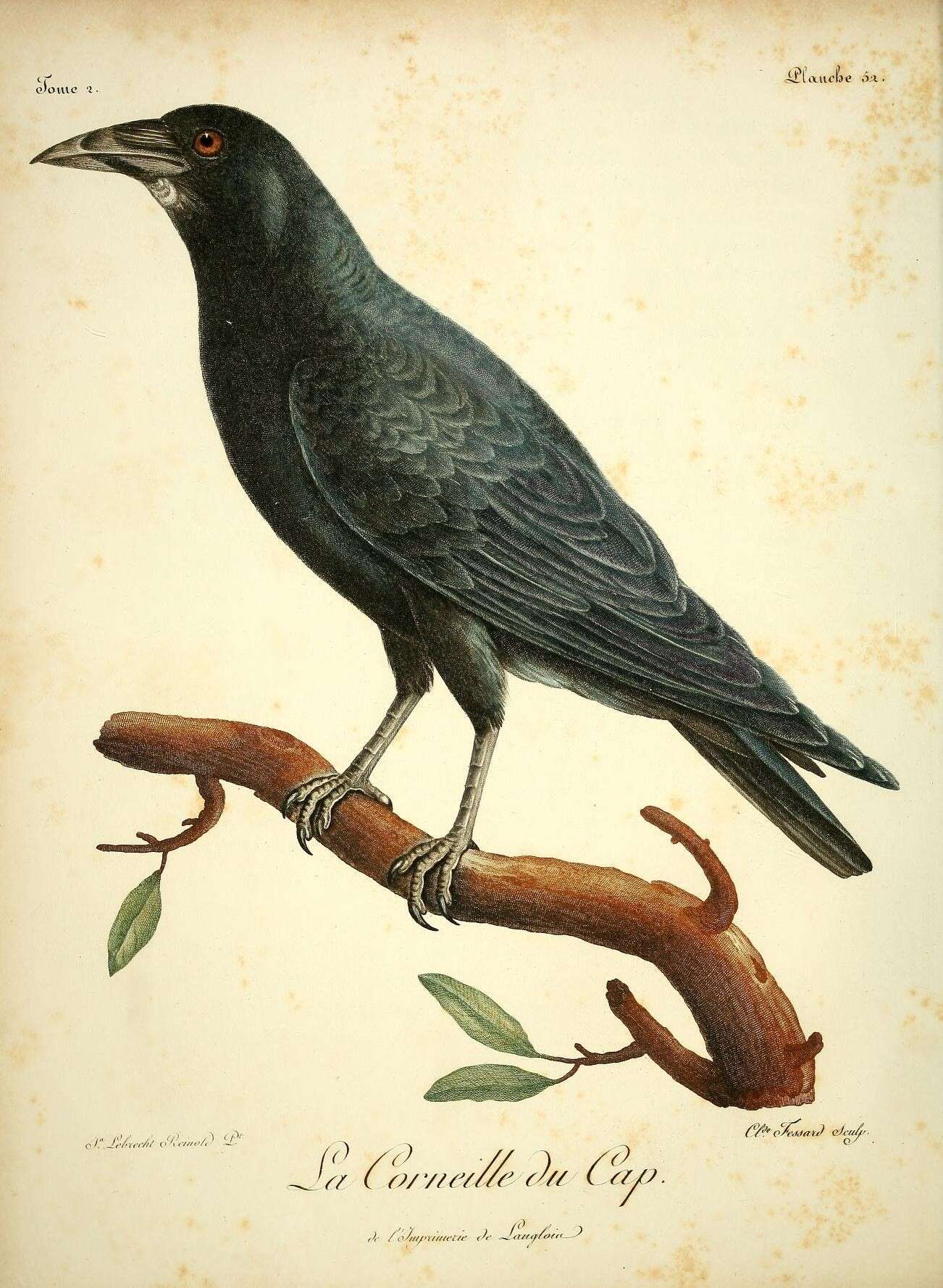 Слика од Corvus capensis Lichtenstein & Mhk 1823