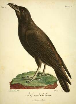 Image of Northern Raven