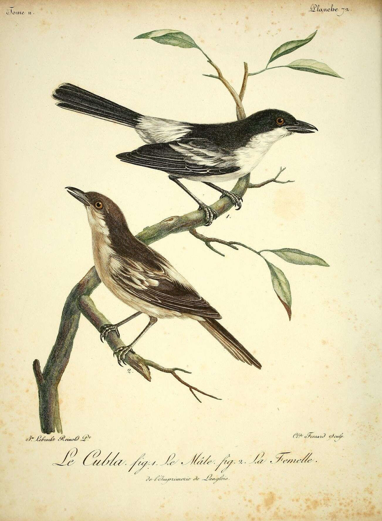 Image of Black-backed Puffback