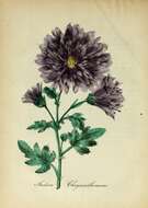 Chrysanthemum indicum L. resmi