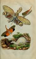 Image of Lantern Fly