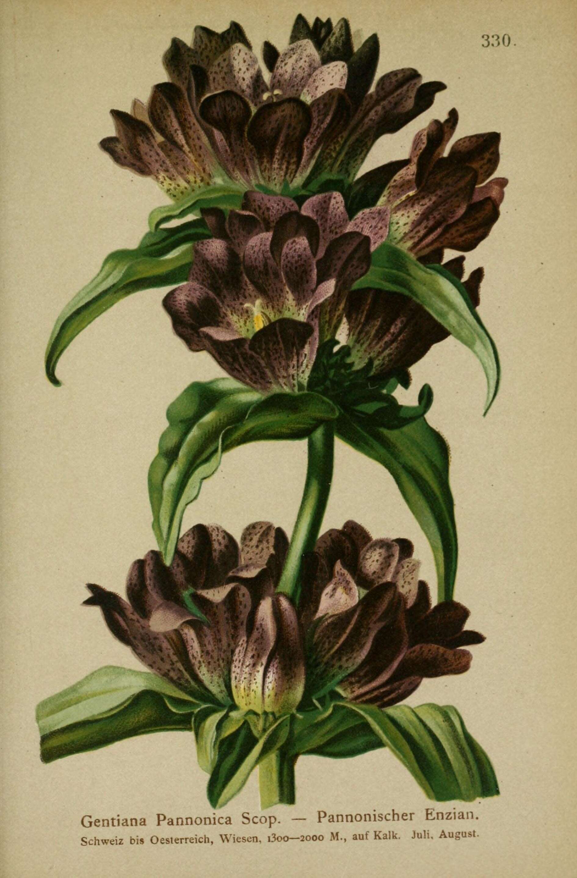 Image of Gentiana pannonica Scop.