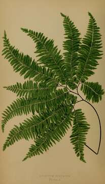 Adiantum curvatum Kaulf.的圖片