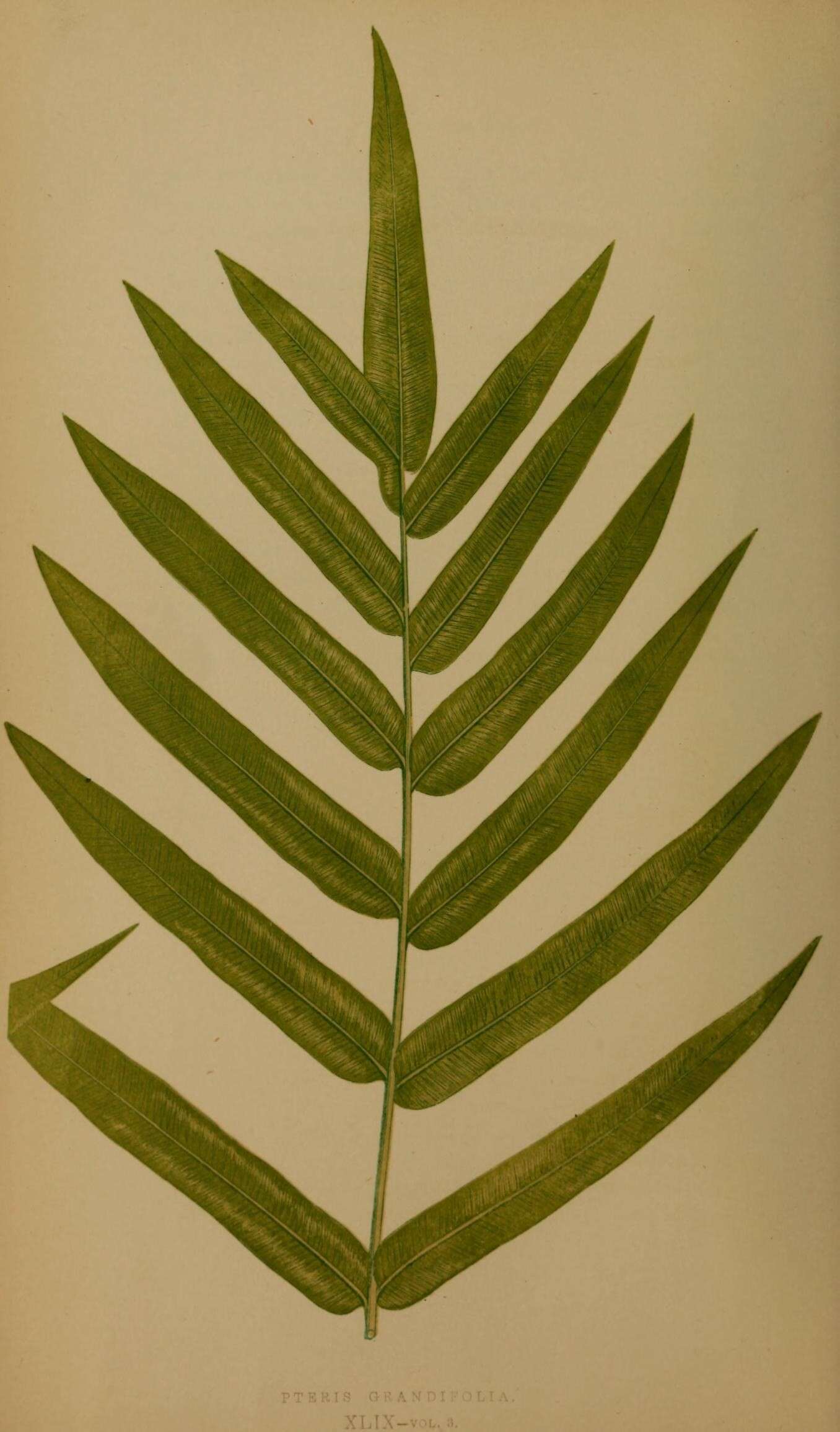 Pteris grandifolia L. resmi