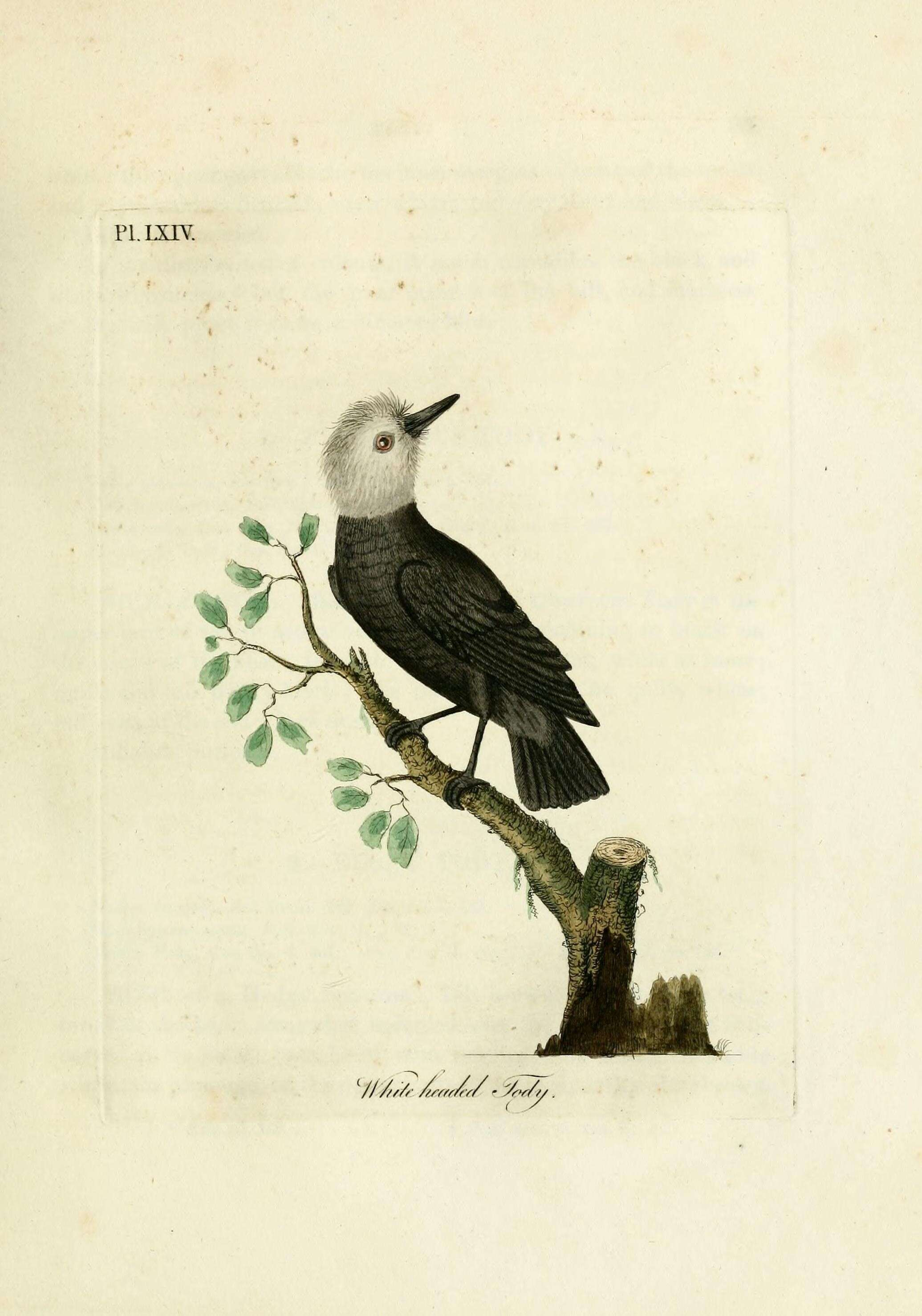 Imagem de Arundinicola d'Orbigny 1840
