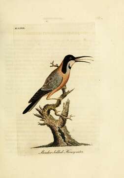 Plancia ëd Acanthorhynchus Gould 1837