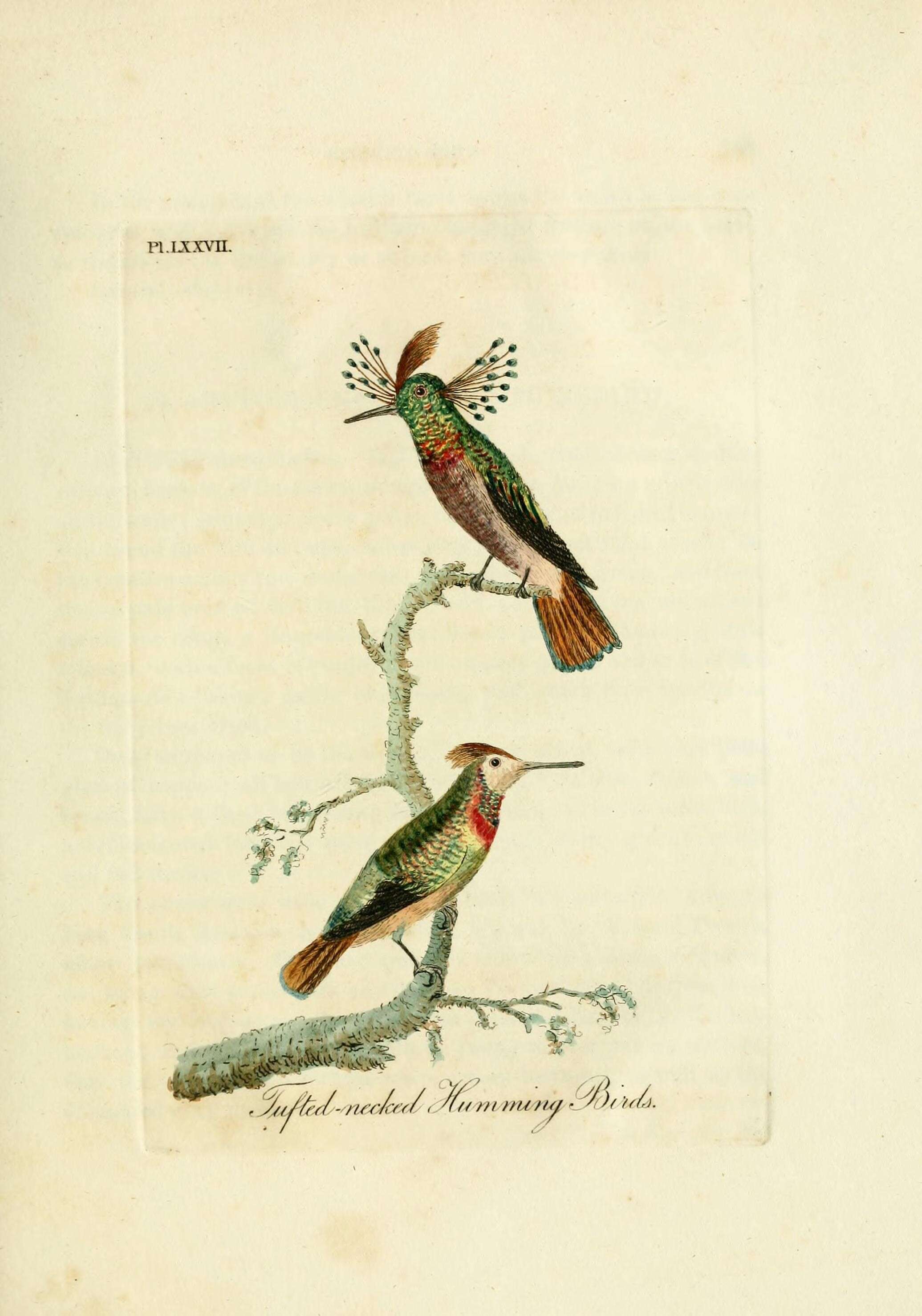 Lophornis ornatus (Boddaert 1783) resmi