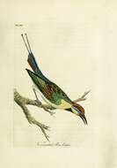 Image of Rainbow Bee-eater