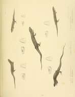 Sivun Lerista microtis (Gray 1845) kuva