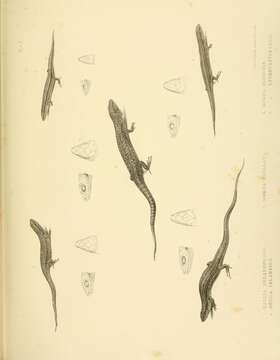 Image of Lerista microtis (Gray 1845)