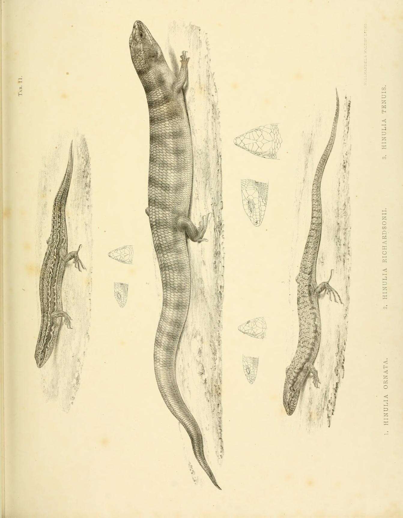 Image de Eremiascincus richardsonii (Gray 1845)
