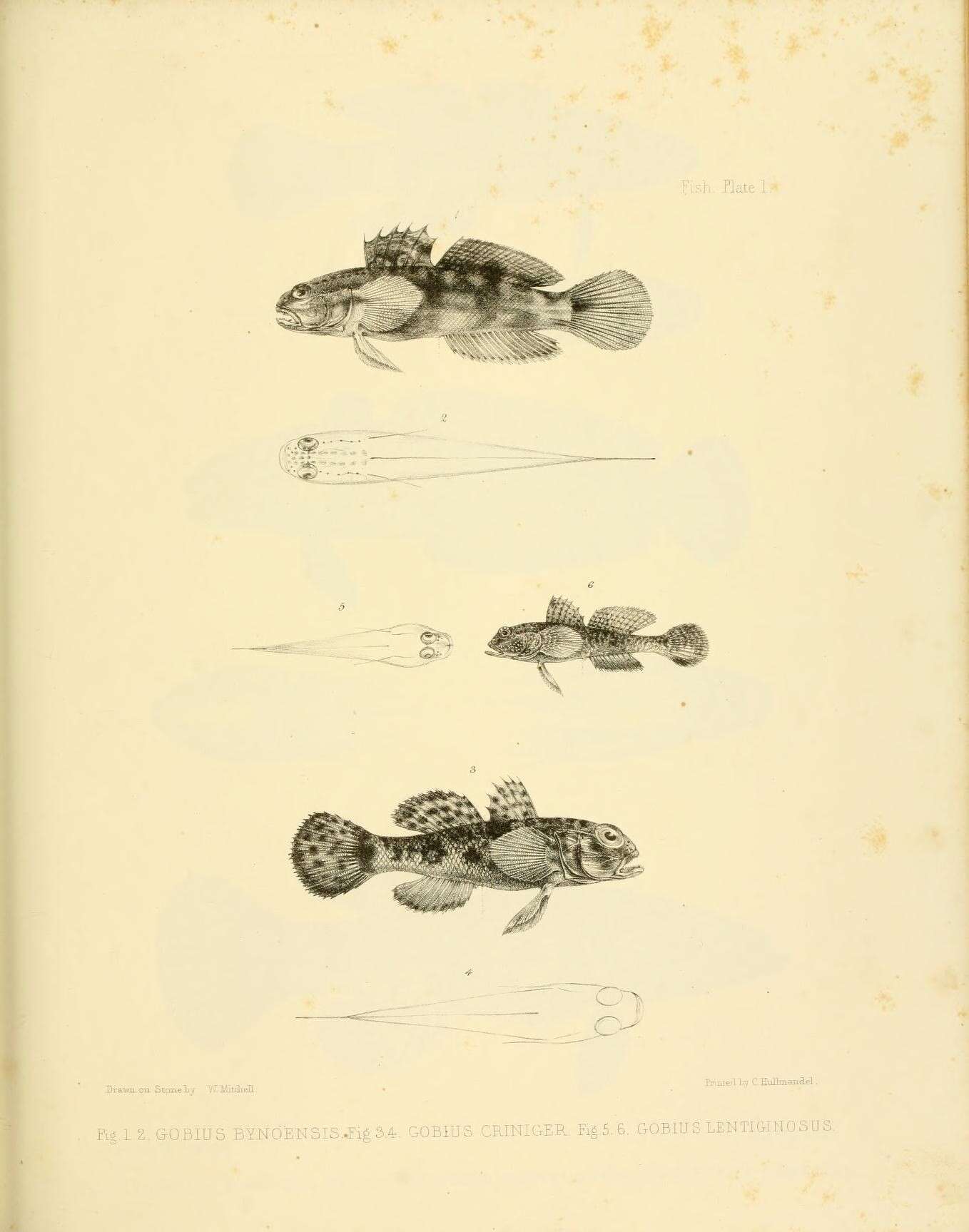 Image of Byno goby