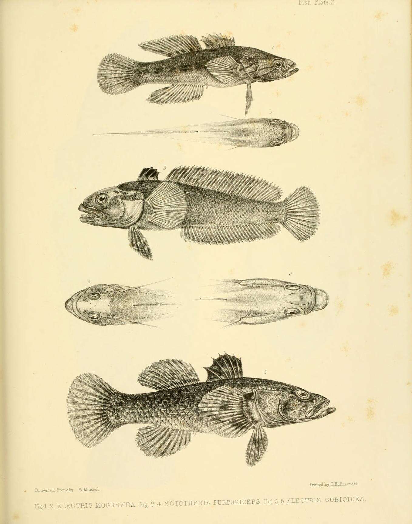 Image of Northern purplespotted gudgeon