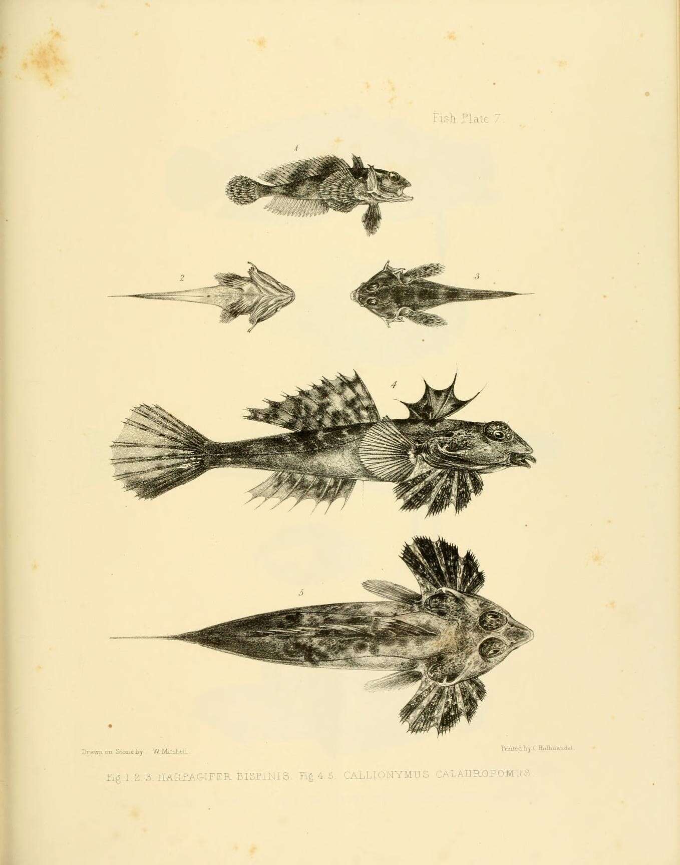 Image of Magellan plunderfish