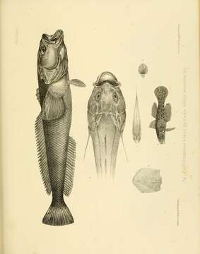 Image of Marbled rockcod