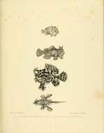 Image de Lophiocharon trisignatus (Richardson 1844)