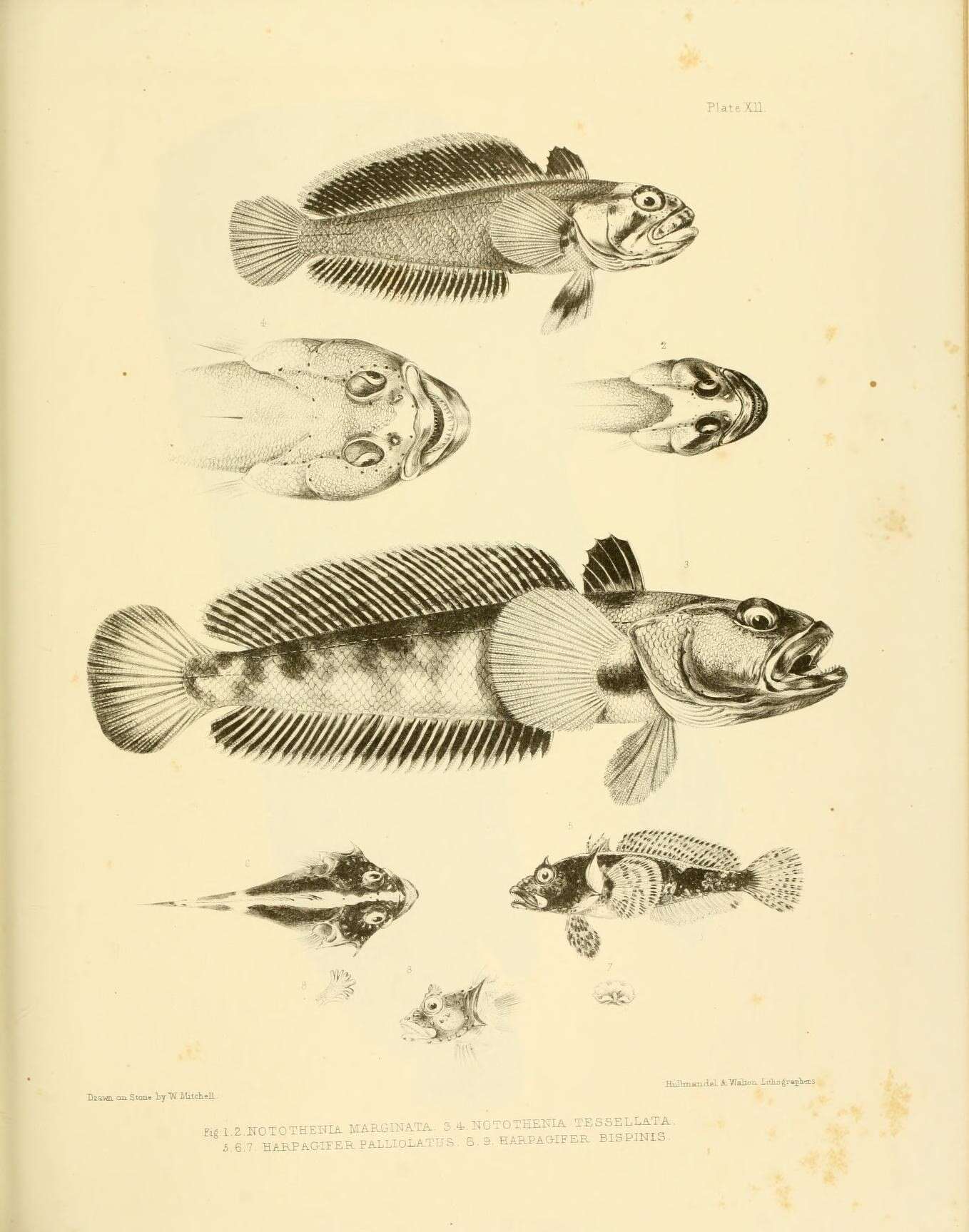Image de Patagonotothen cornucola (Richardson 1844)
