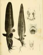 Слика од Cnidoglanis macrocephalus (Valenciennes 1840)