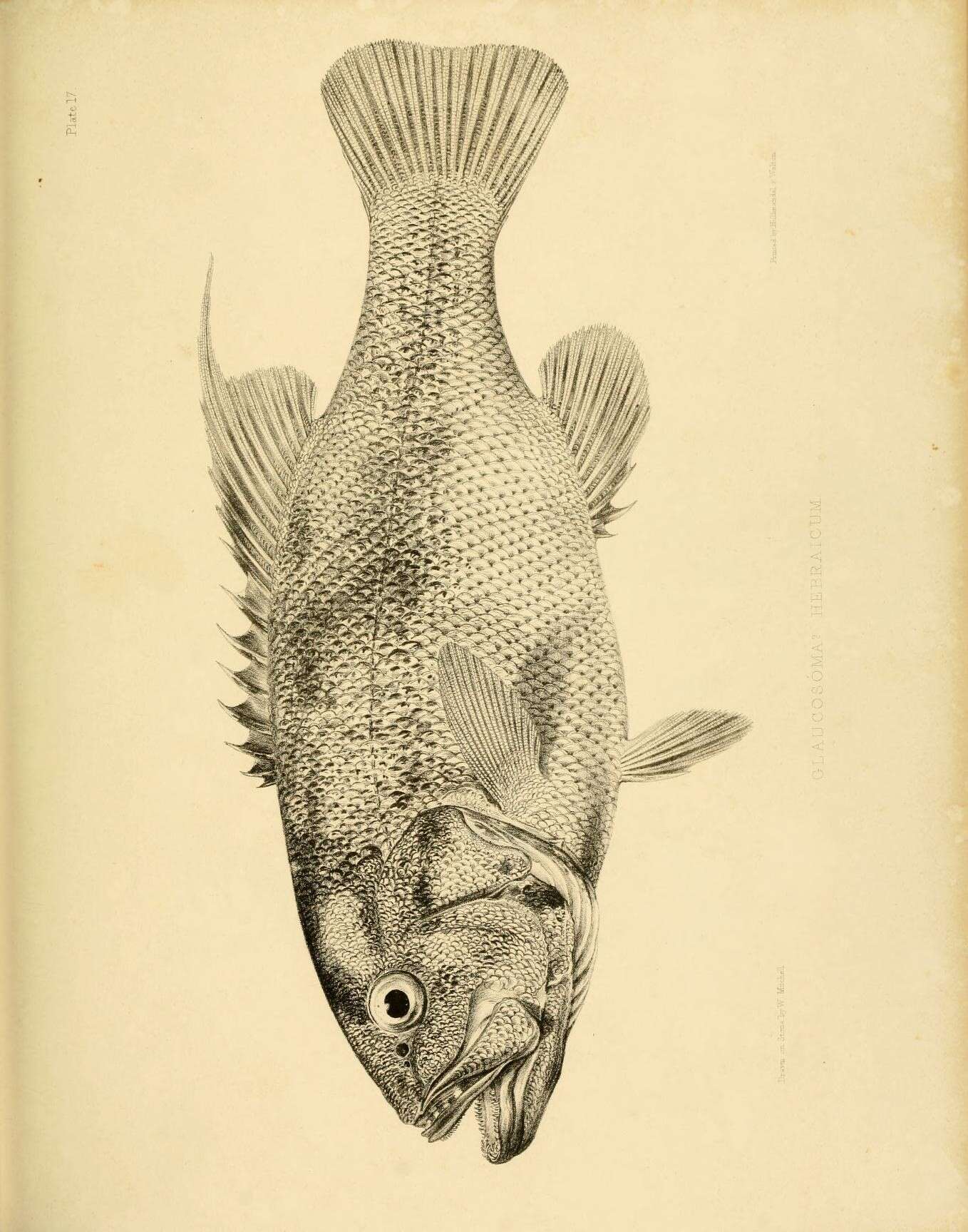Image of Dhufish