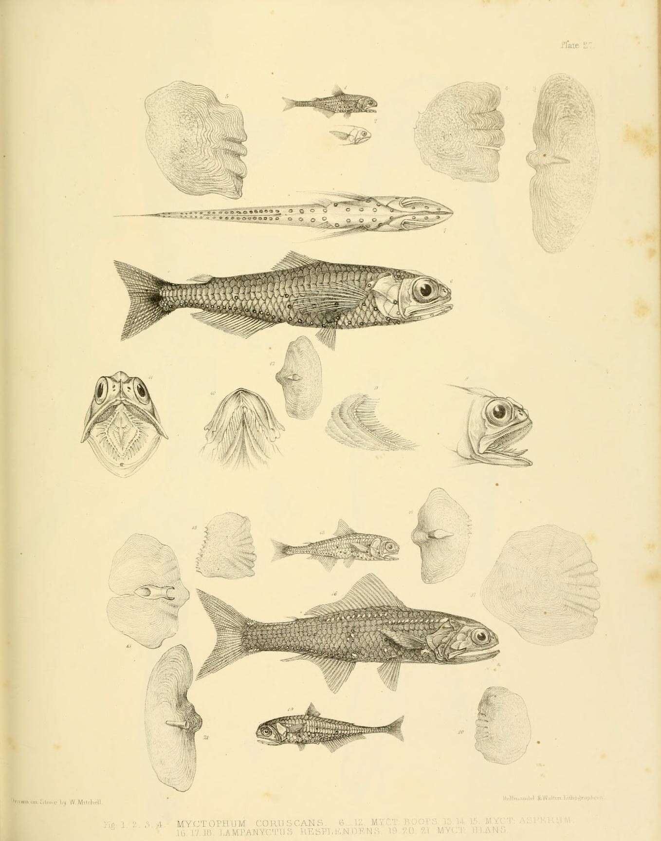 Image of Barne&#39;s lanternfish