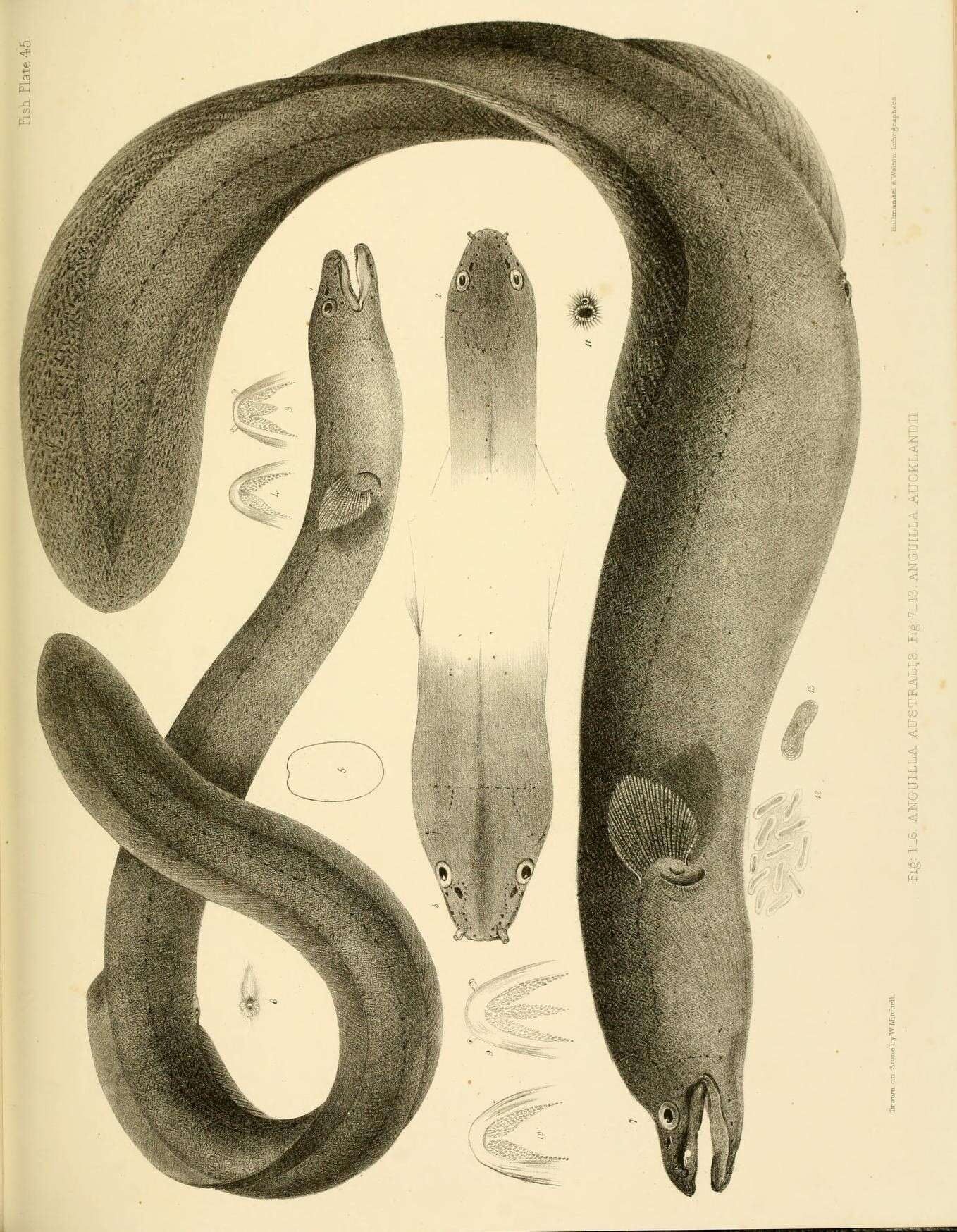 Image of short-finned eel