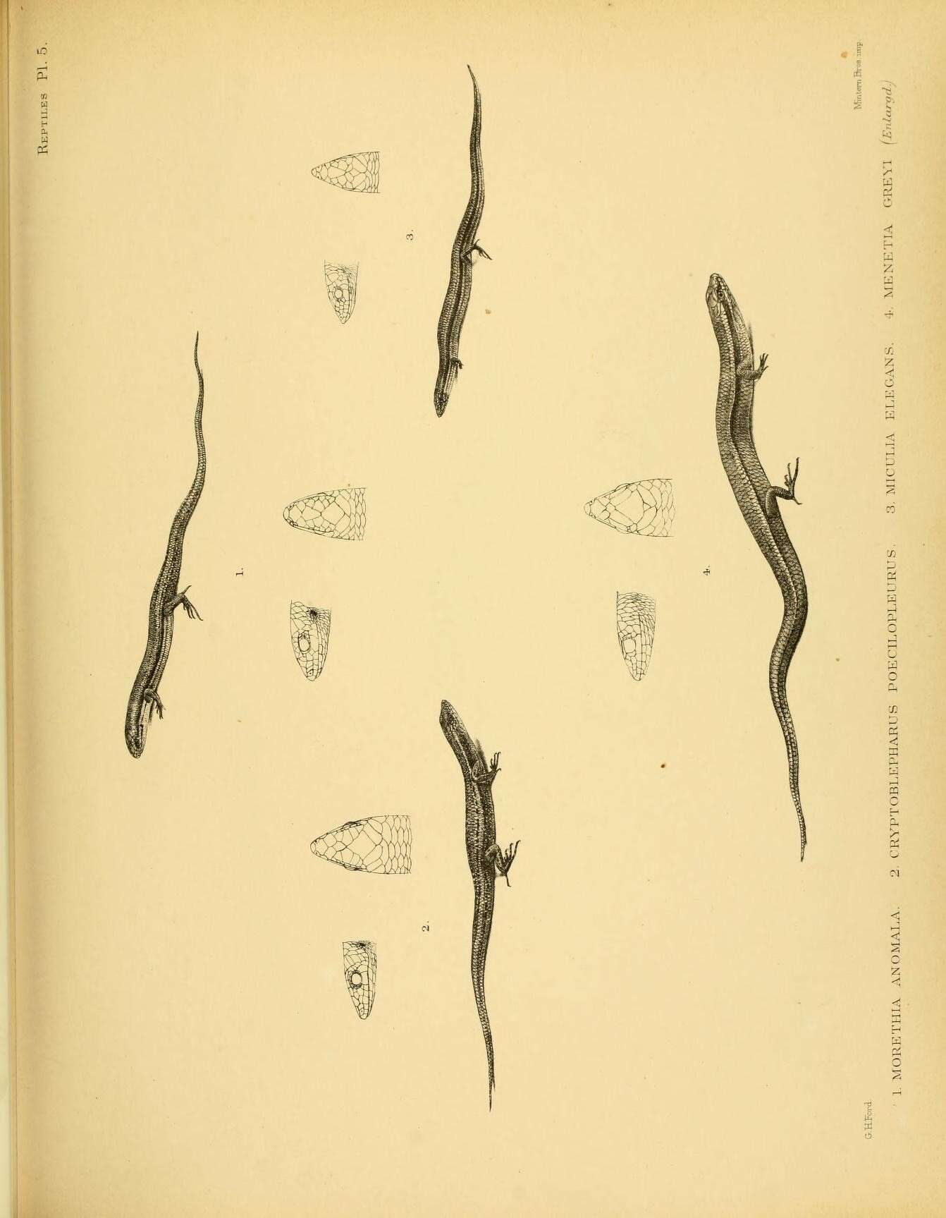 Image of Mottled Snake-eyed Skink