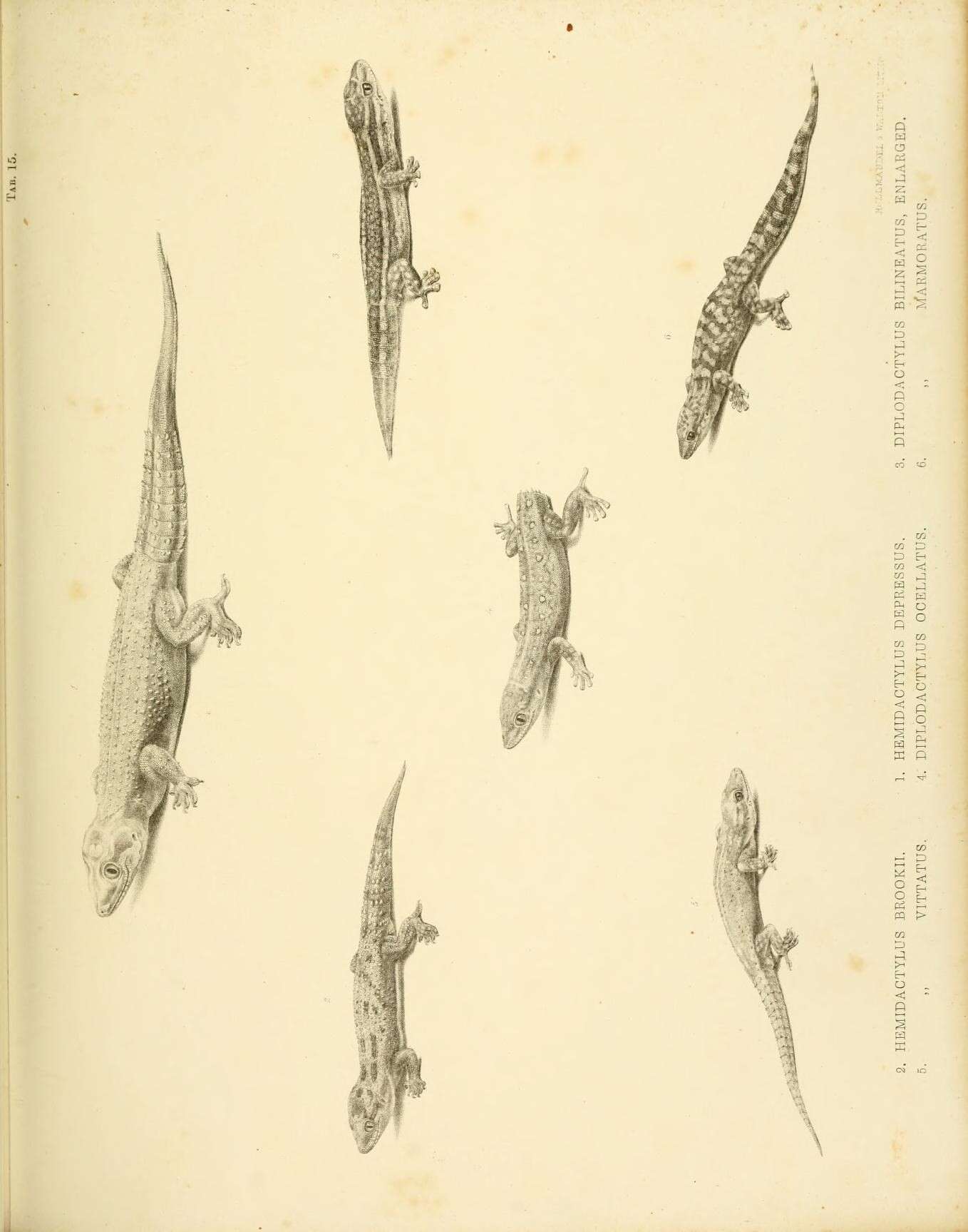 Hemidactylus brookii Gray 1845 resmi