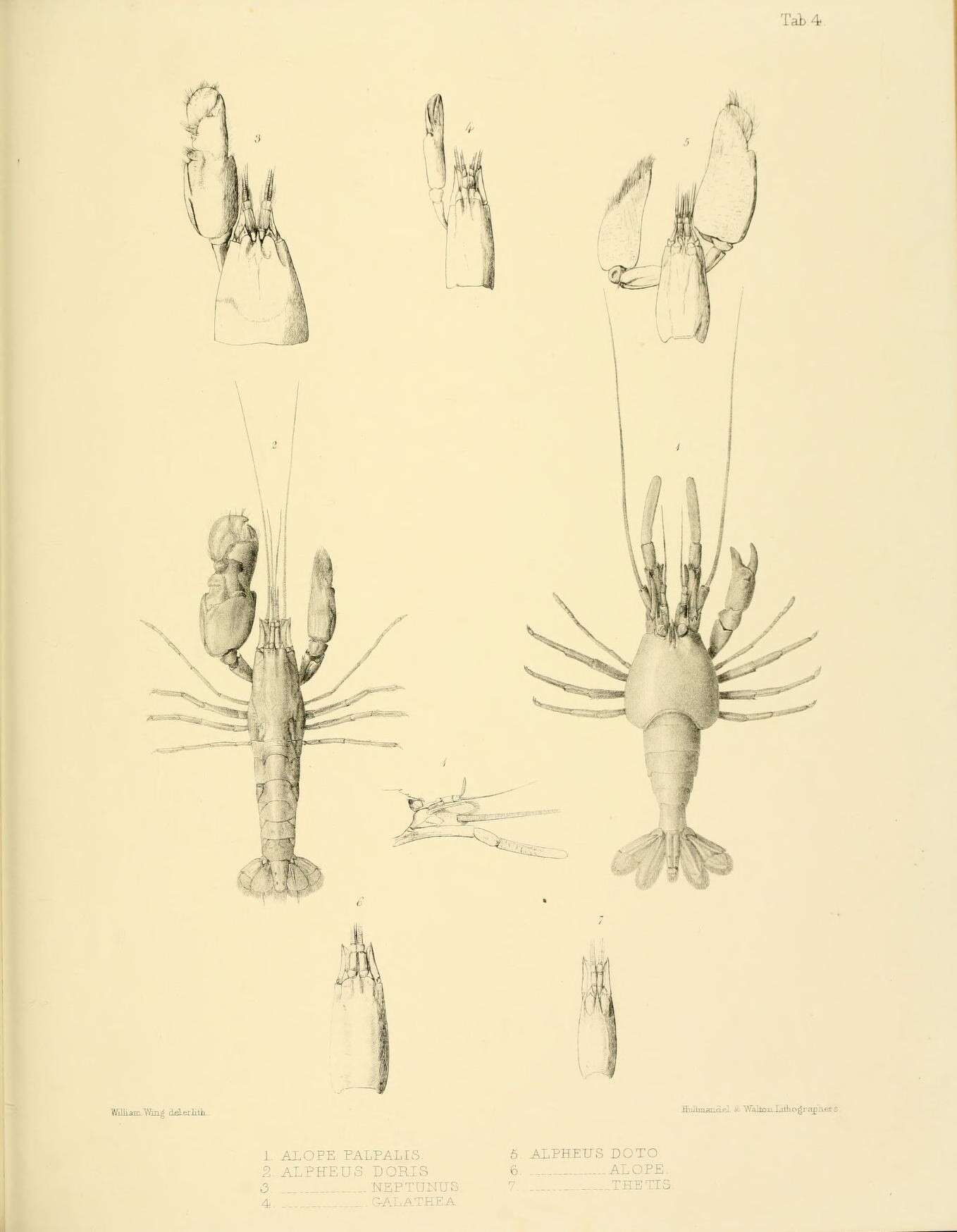 Image of Alpheus doris