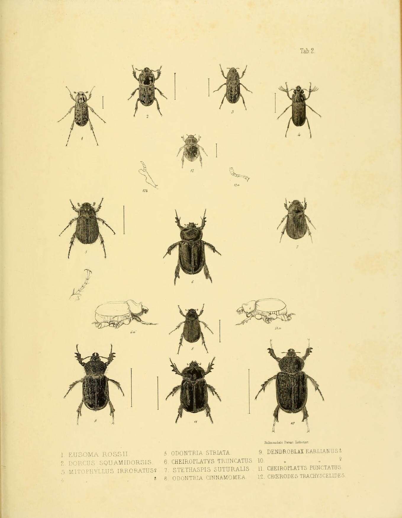 Sivun Eusoma rossii White 1846 kuva