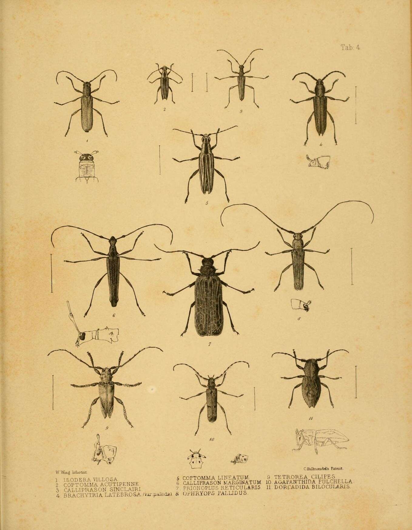 Sivun Calliprason sinclairi (White 1843) kuva
