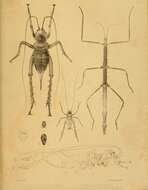 Image de Hemideina thoracica (White & A. 1846)