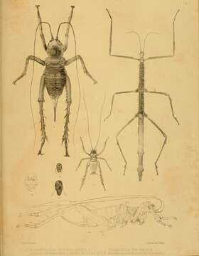 Image of Auckland tree weta