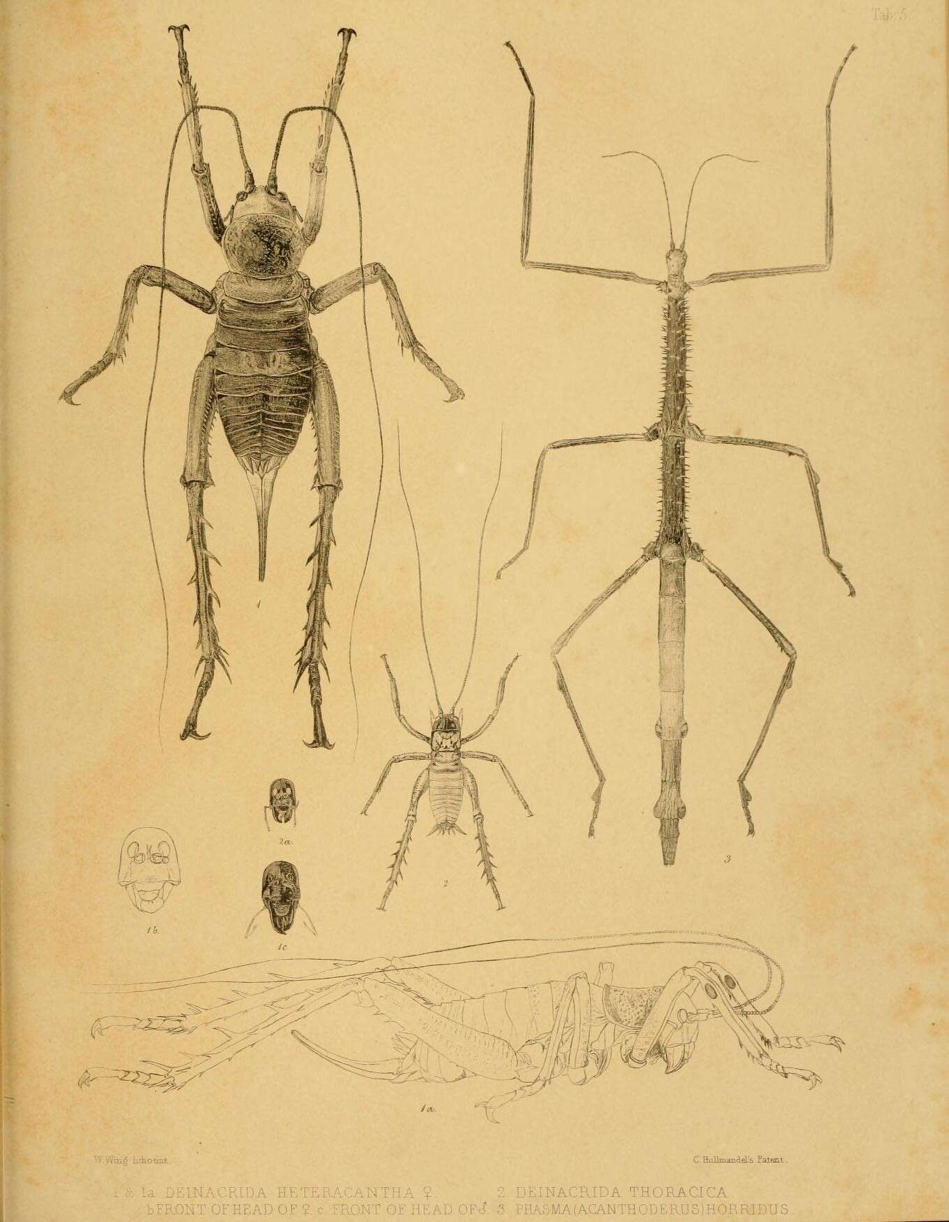 Plancia ëd Hemideina thoracica (White & A. 1846)