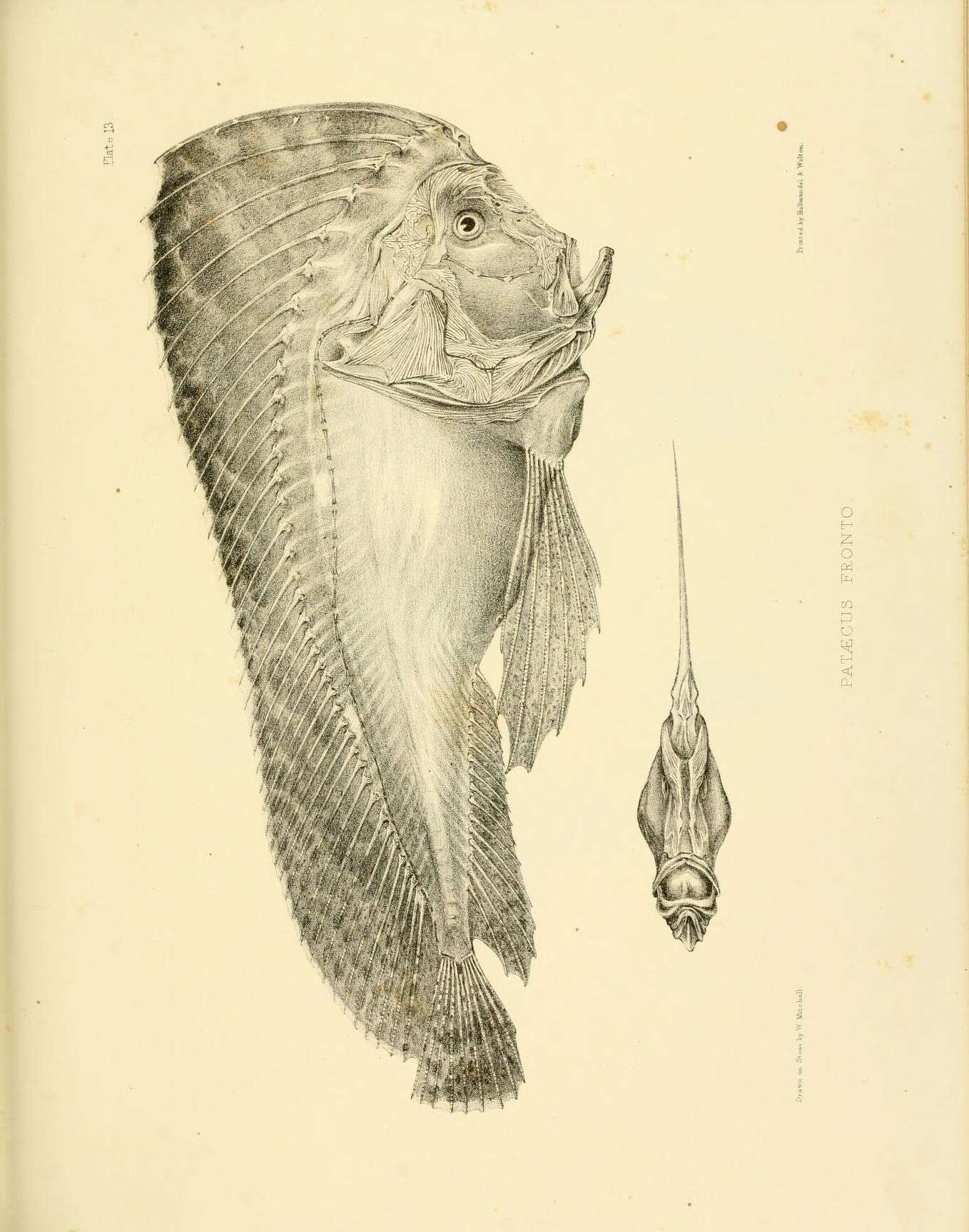 Image of Red Indian fish