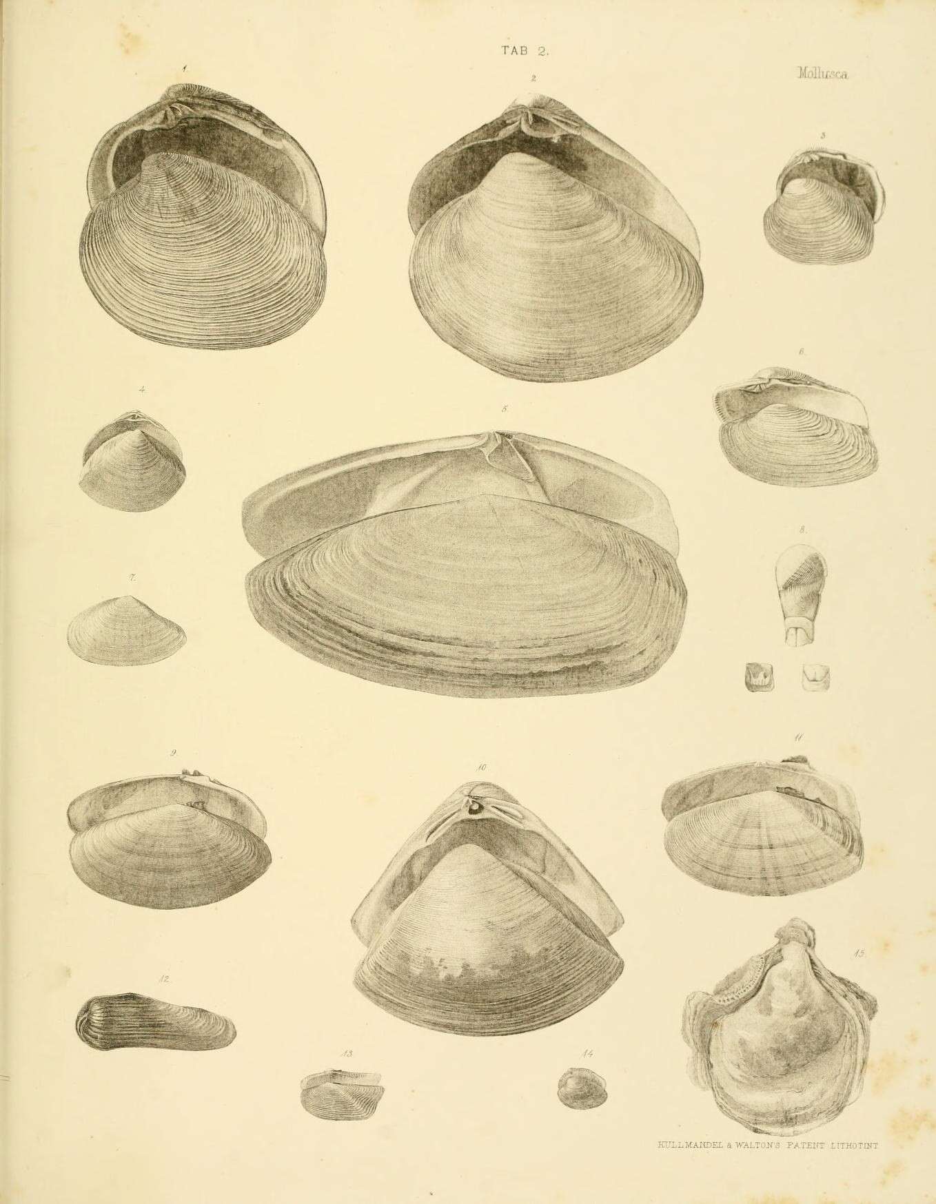 Image de Hiatula nitida (Gray 1843)