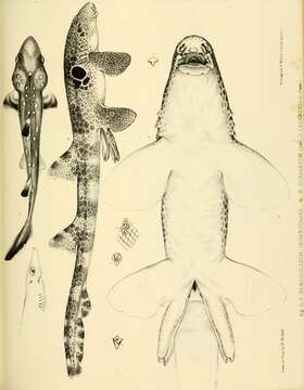 Image of Speckled Carpetshark