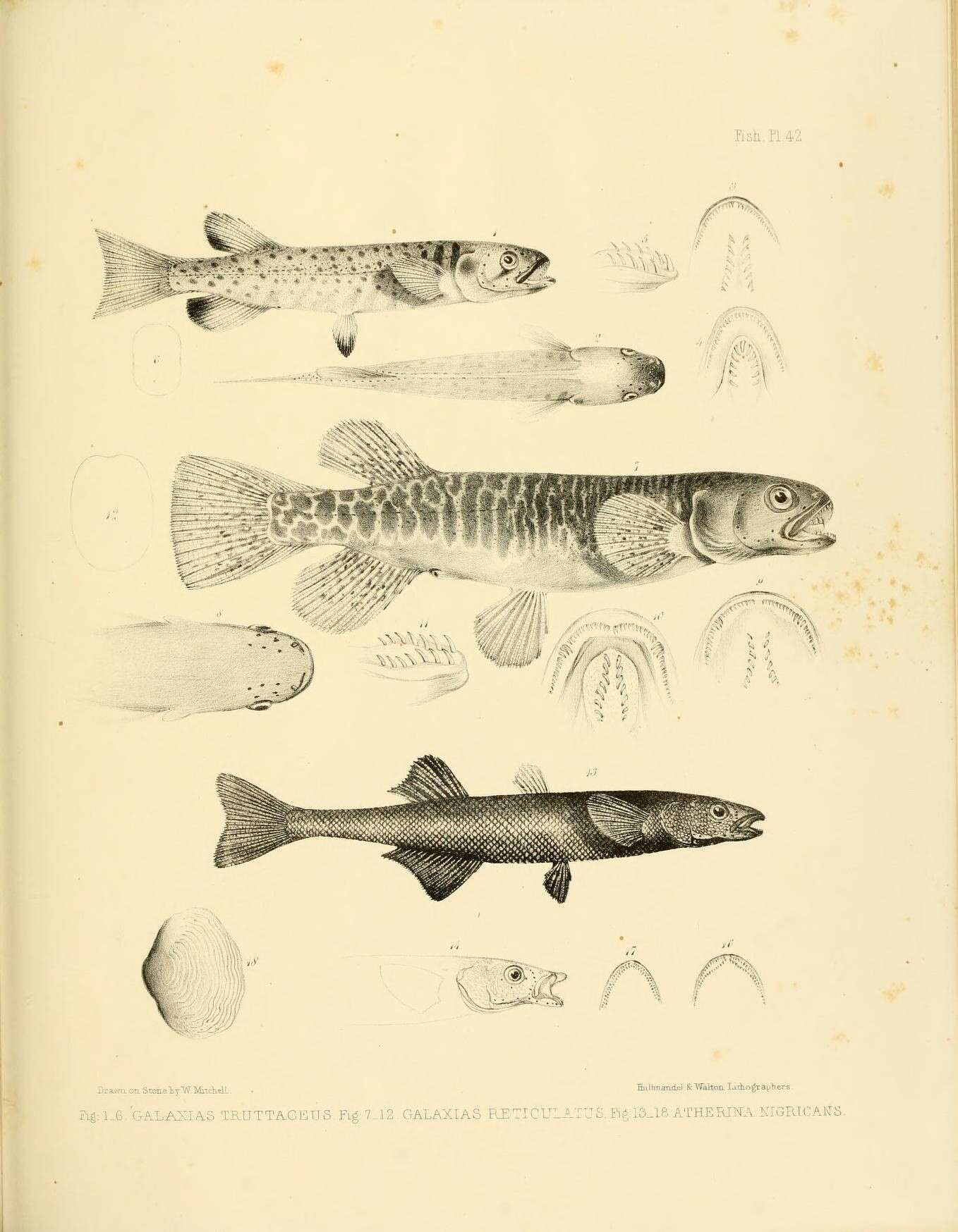 Image of Mountain trout