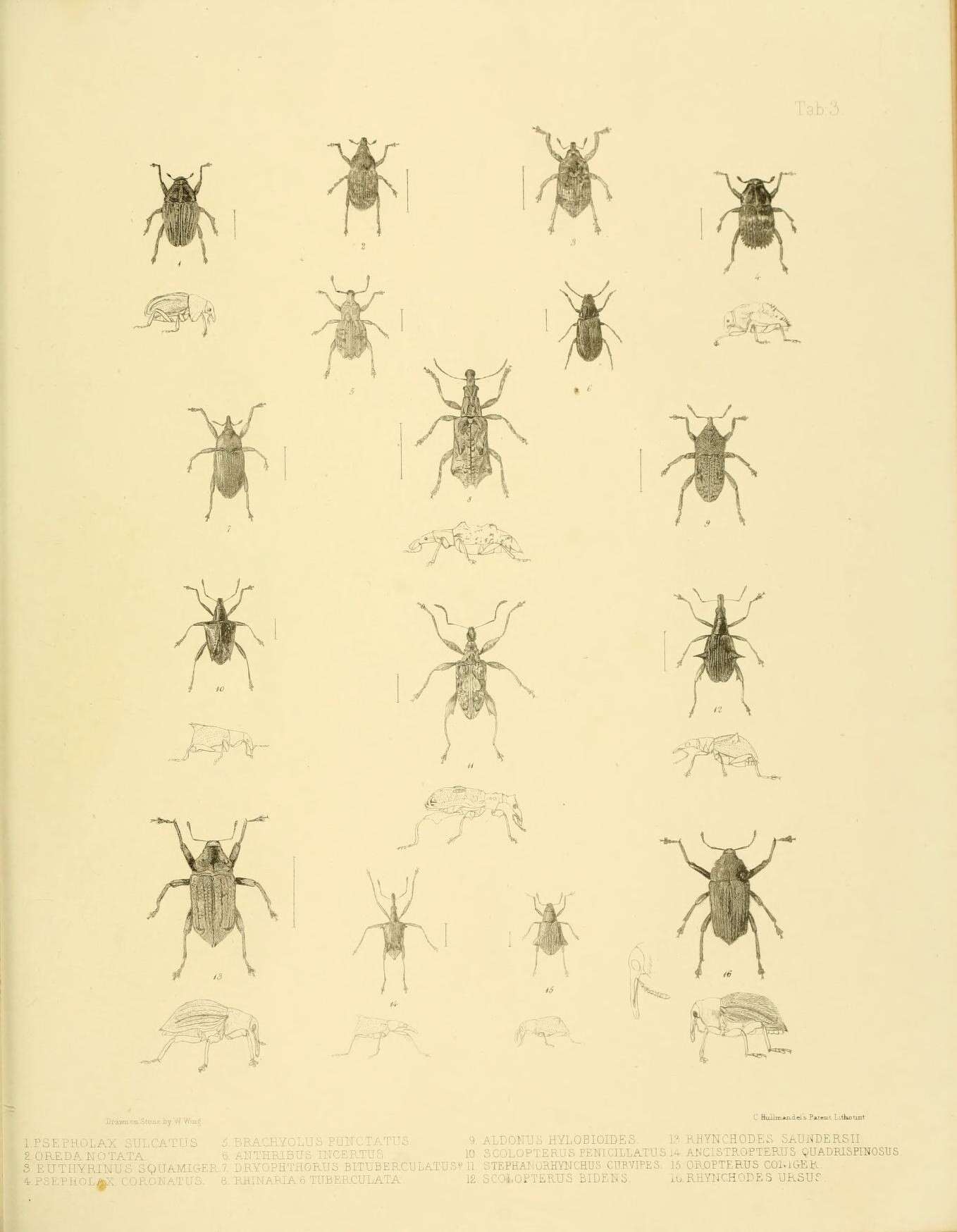Image of Psepholax sulcatus White 1843