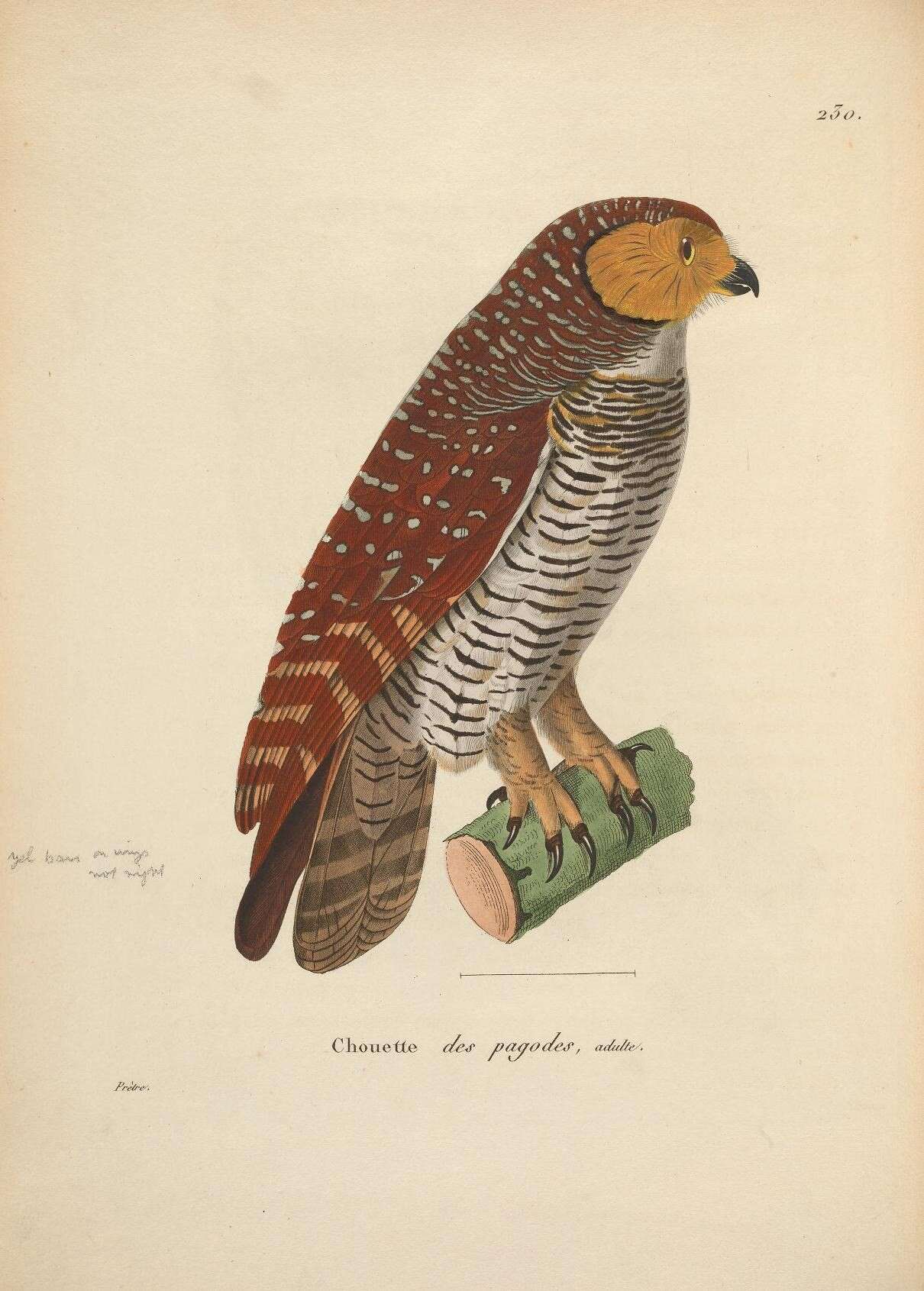 Image of Spotted Wood Owl