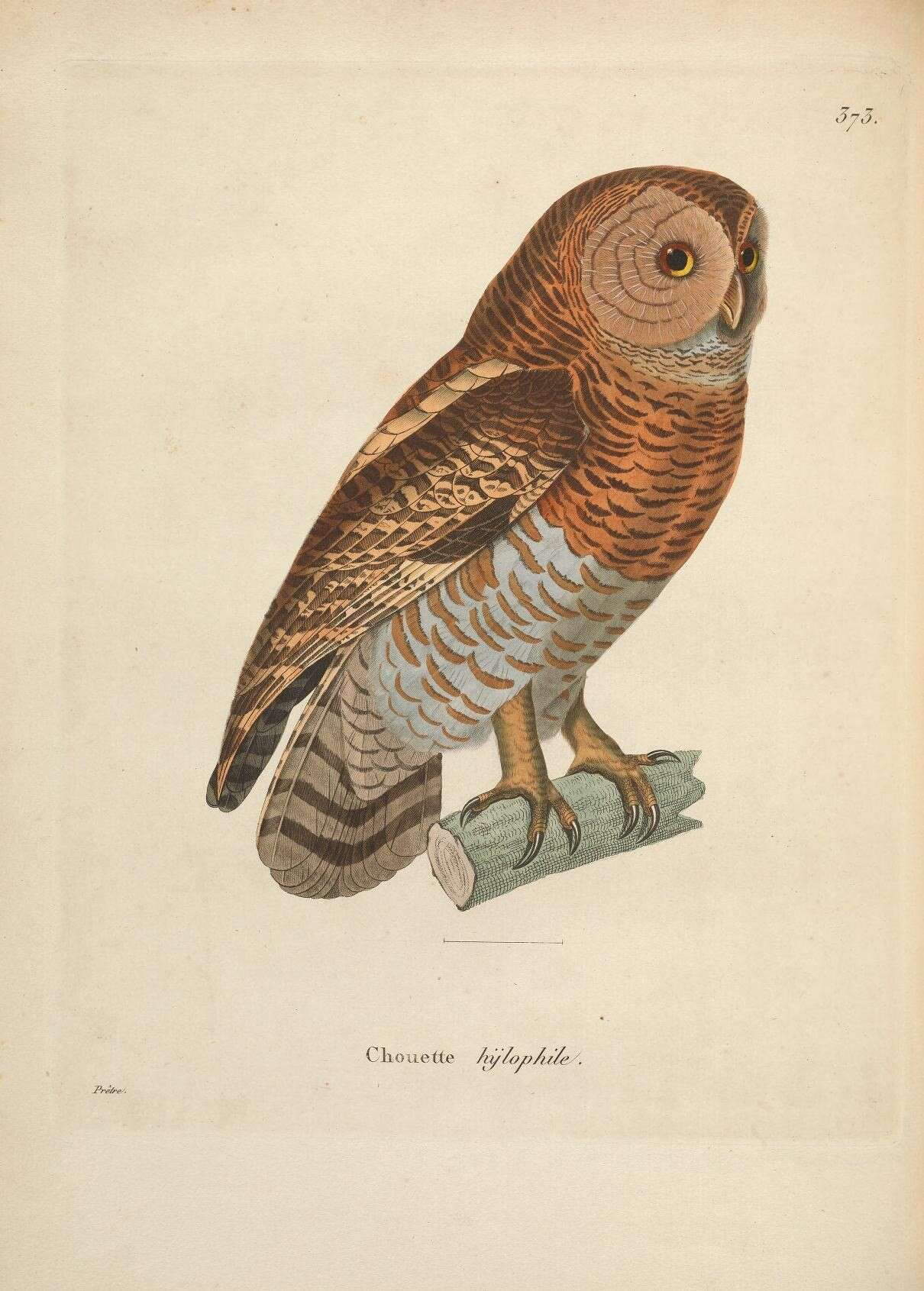 Plancia ëd Strix hylophila Temminck 1825