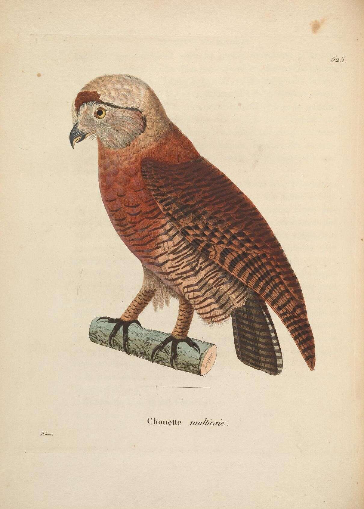 Plancia ëd Strix leptogrammica Temminck 1832