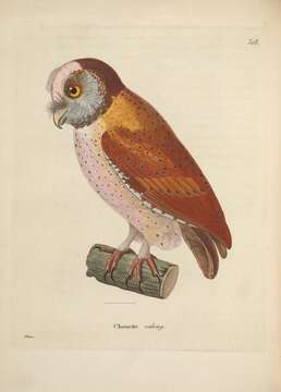 Image of Bay Owl