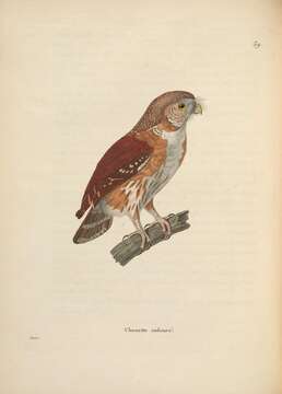 Image of Brazilian Pygmy-Owl