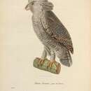 Image of Barred Eagle-Owl