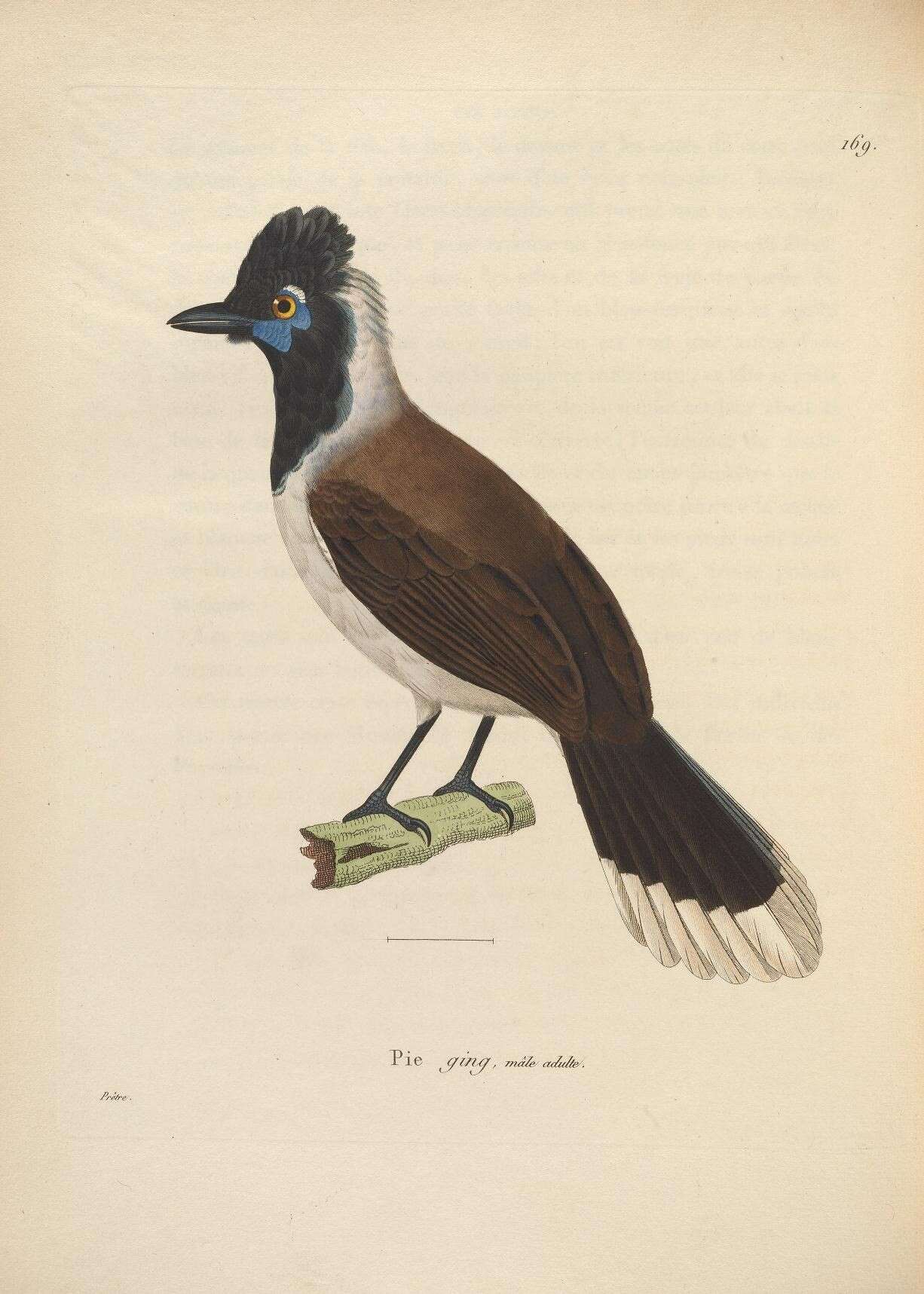 Image of Corvus cyanopogon