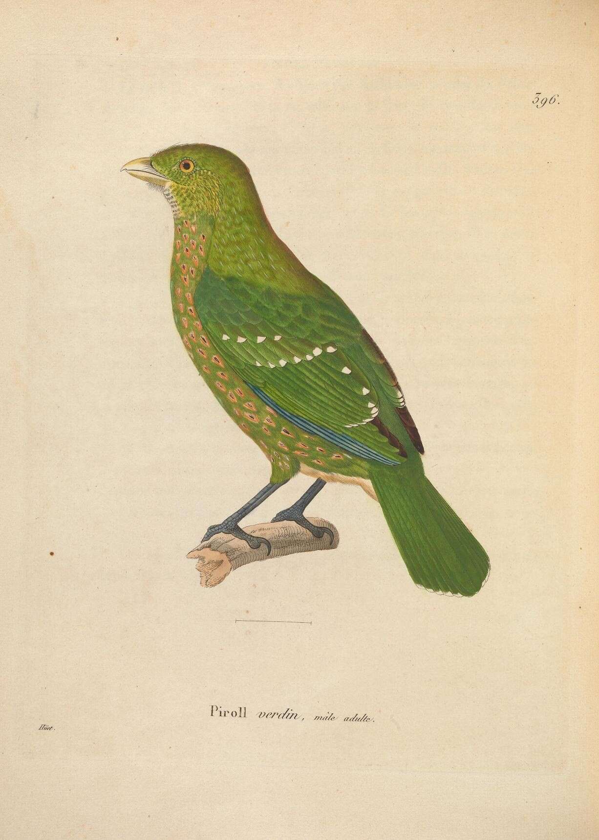 Image of Green Catbird