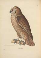 Bubo lacteus (Temminck 1820)的圖片