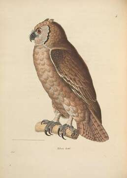 Bubo lacteus (Temminck 1820)的圖片